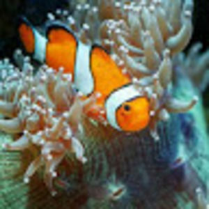 Meet your Posher, Francine